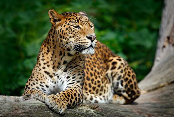 Leopard - Sri Lanka - On The Go Tours