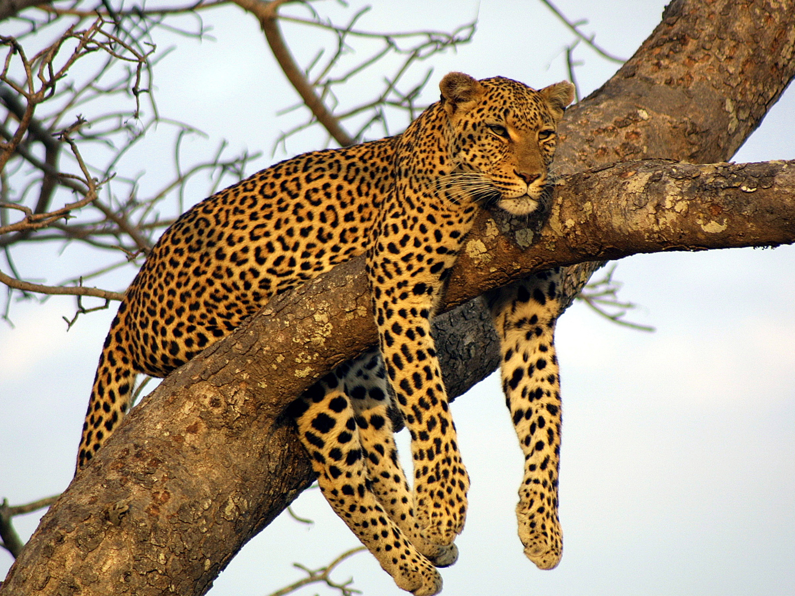 Day 2 - Amboseli game drives