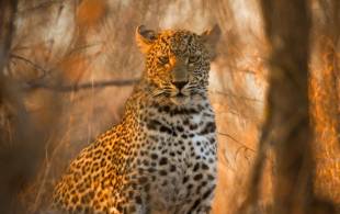 Leopard Trees - Africa Overland Safaris - Africa Lodge Safaris - Africa Tours - On The Go Tours