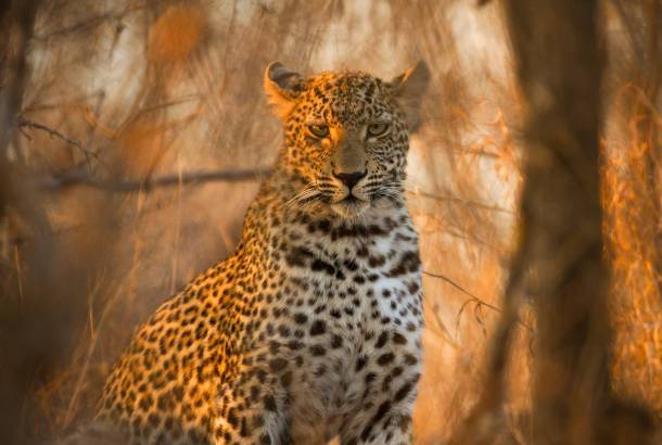 Leopard Trees - Africa Overland Safaris - Africa Lodge Safaris - Africa Tours - On The Go Tours