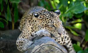 Leopard in Yala - Sri Lanka Tours - On The Go Tours