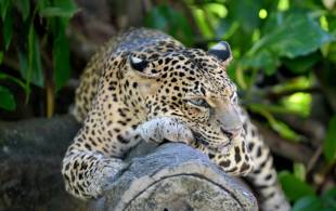 Leopard in Yala - Sri Lanka Tours - On The Go Tours