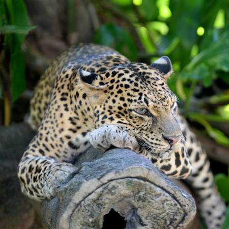 Leopard in Yala - Sri Lanka Tours - On The Go Tours