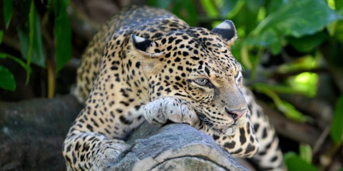 Leopard | Yala National Park | Sri Lanka