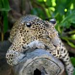 Leopard | Yala National Park | Sri Lanka