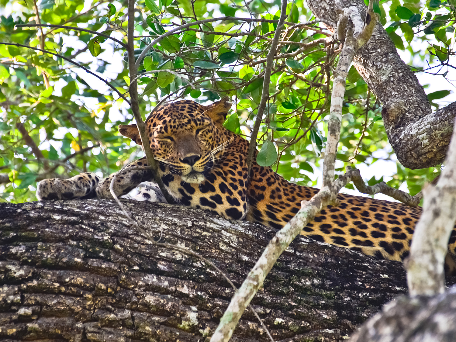 Sri Lanka Safari, Tour & Trek - 8 Days