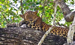 Leopard in Yala