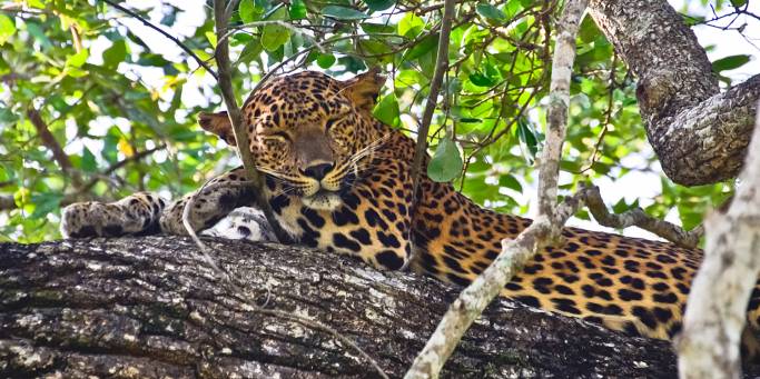 Leopard | Yala NP | Sri Lanka
