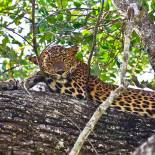 Leopard | Yala NP | Sri Lanka