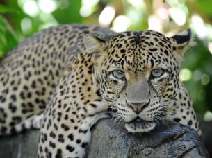 Leopard in Yala National Park - Sri Lanka Tours - On The Go Tours