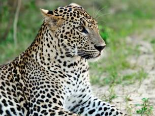 Leopard in Yala National Park, Sri Lanka