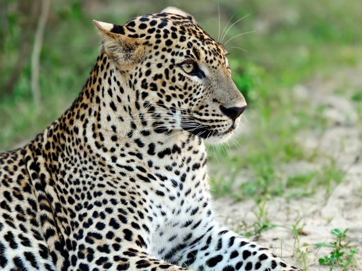 Leopard in Yala National Park, Sri Lanka