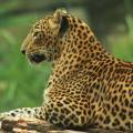 Leopard staring in to the camera in Yala National Park