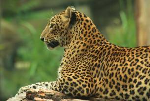 Leopard in the wild - Sri Lanka - On The Go Tours