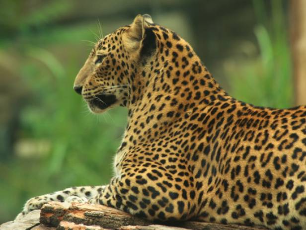 Leopard staring in to the camera in Yala National Park