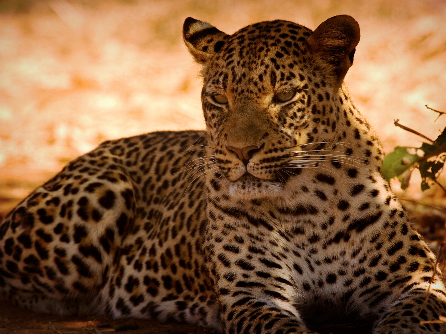 Days 3-4 - Entabeni game drives