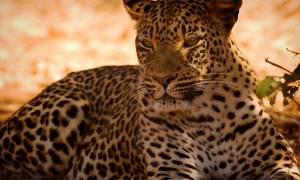 Leopard-in-the-shade