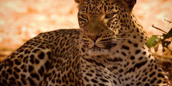 Leopard in the shade | Africa