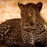 Leopard in the shade | Africa