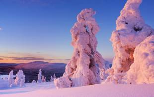 Levi Snowy Landscape - Finland - On The Go Tours