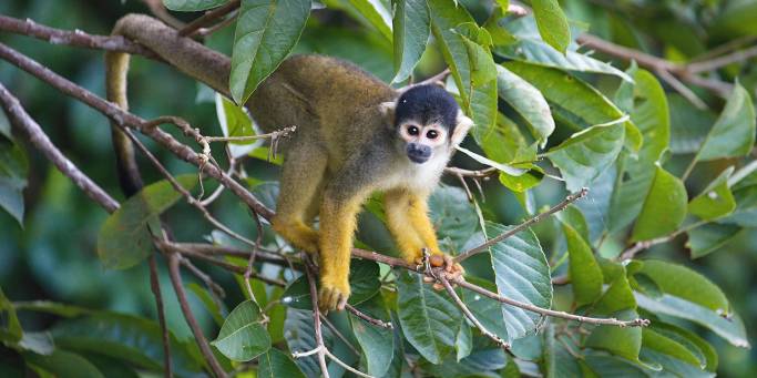 Amazon Jungle | Peru | South America