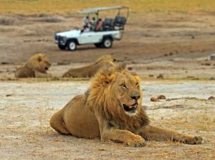 Lion and safari truck in Hwange National Park, Zimbabwe