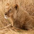 Hippose by the water at the Moremi Game Reserve