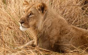 Lion in Moremi Game Reserve - Botswana safaris - On the Go Tours