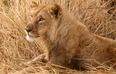 Lion sitting in the long grass of Moremi Game Reserve | Botswana