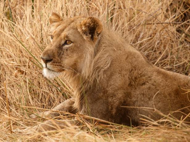 Hippose by the water at the Moremi Game Reserve