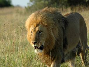 Lion in Shamwari Game Reserve, South Africa