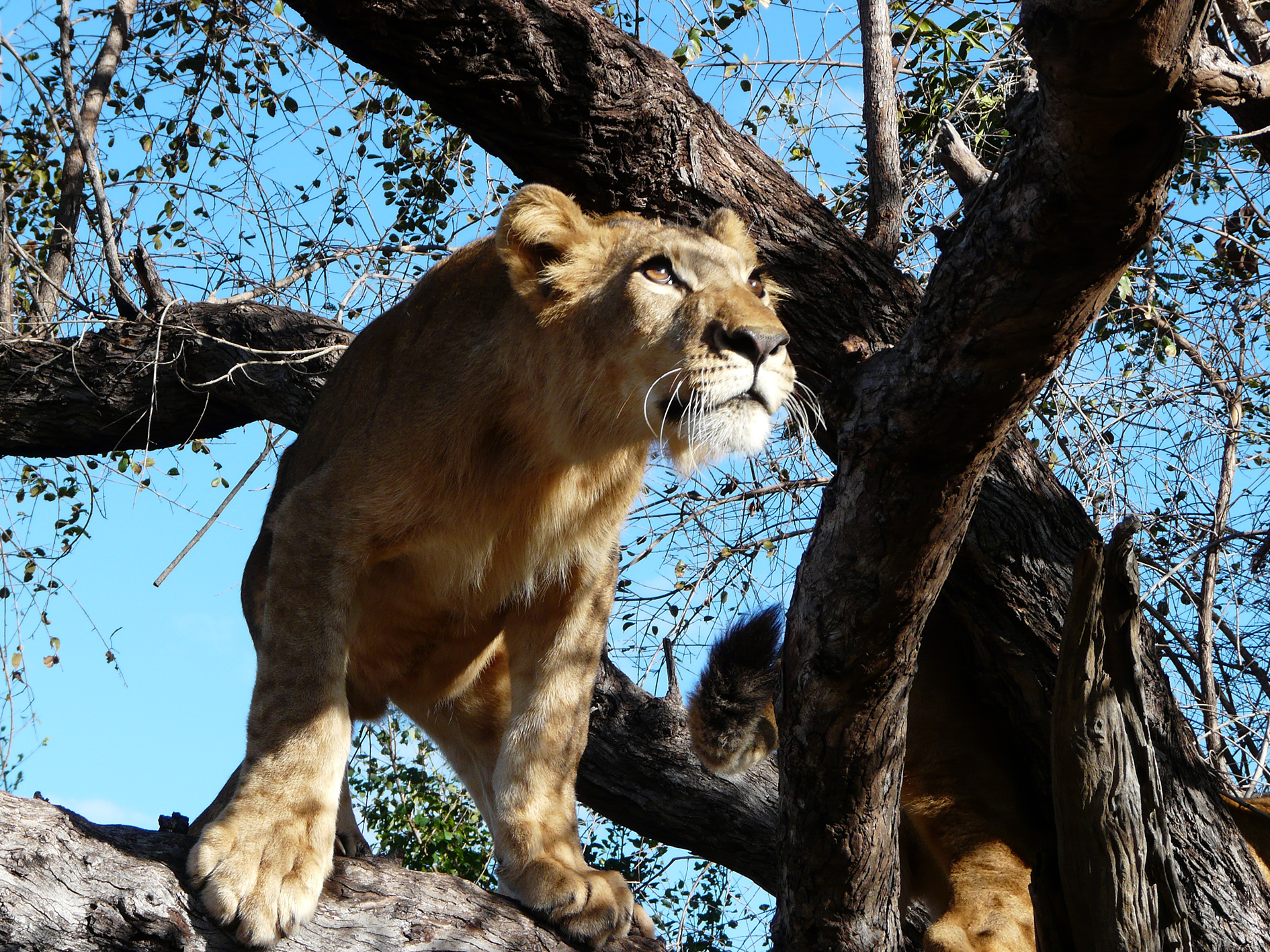 South Africa & Dubai Explorer - 11 days