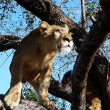 Lion in a tree | Zimbabwe | Africa