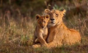 Lioness and Cub - Africa Overland Safaris - Africa Lodge Safaris - Africa Tours - On The Go Tours