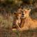Lioness and Cub - Africa Overland Safaris - Africa Lodge Safaris - Africa Tours - On The Go Tours