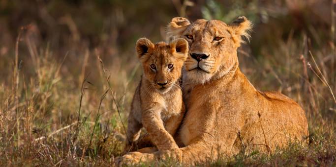 Lioness and Cub | Safari | Africa