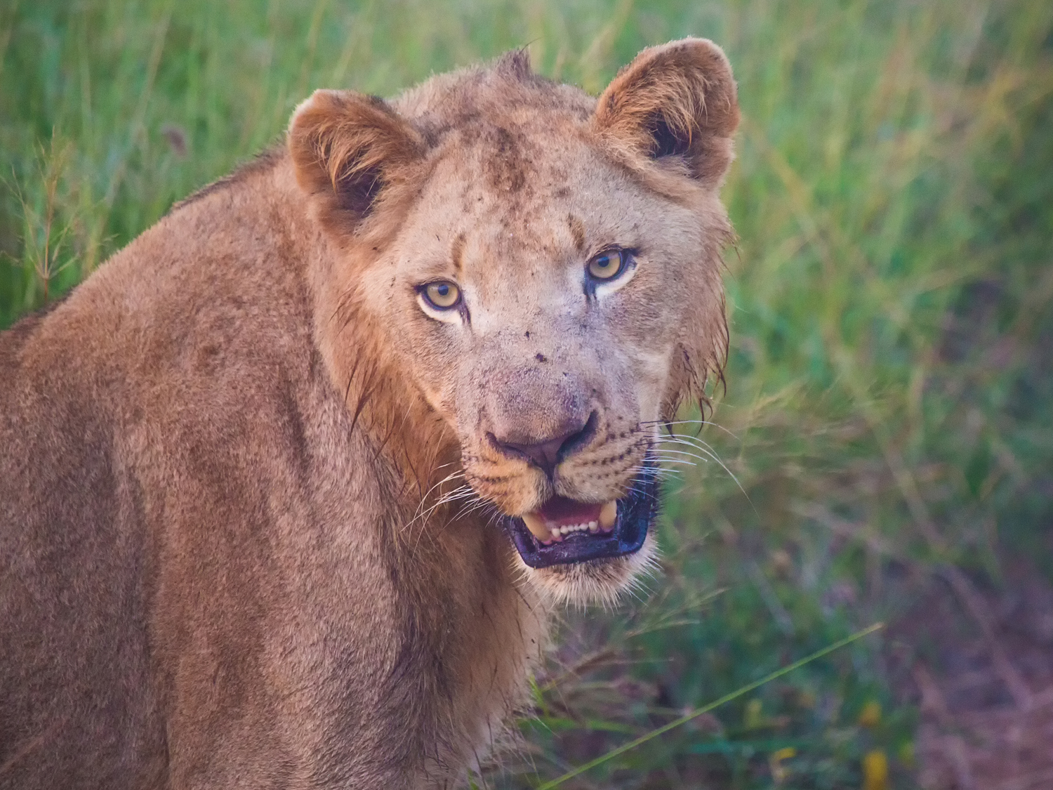 Day 6 - Kruger National Park