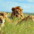 Masai Mara tribespeople standing in a row wearing colourful clothes