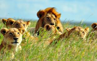 Lions in Grass- Africa Overland Safaris - Africa Lodge Safaris - Africa Tours - On The Go Tours