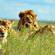 Lions in Grass- Africa Overland Safaris - Africa Lodge Safaris - Africa Tours - On The Go Tours