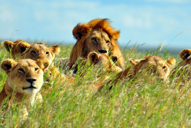 Lions in Grass- Africa Overland Safaris - Africa Lodge Safaris - Africa Tours - On The Go Tours