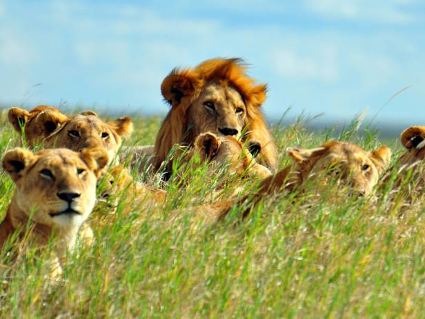 Masai Mara tribespeople standing in a row wearing colourful clothes