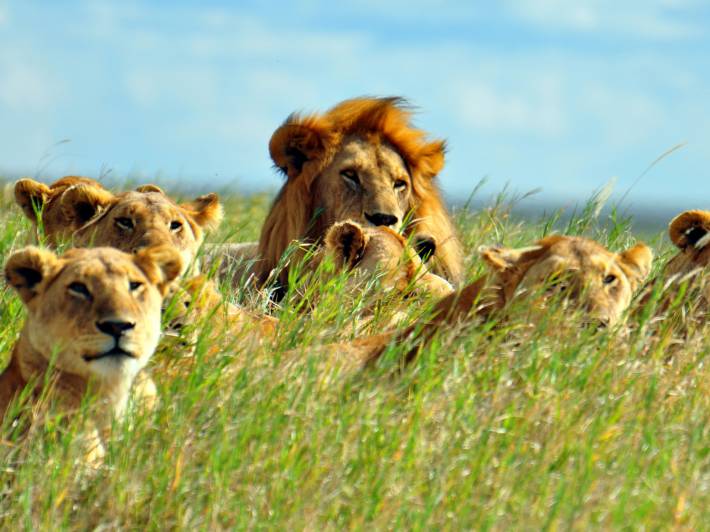 Lions in Grass- Africa Overland Safaris - Africa Lodge Safaris - Africa Tours - On The Go Tours