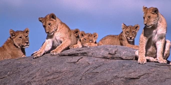 Lions Resting | Tanzania | On The Go Tours