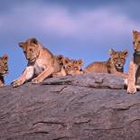 Lions Resting | Tanzania | On The Go Tours