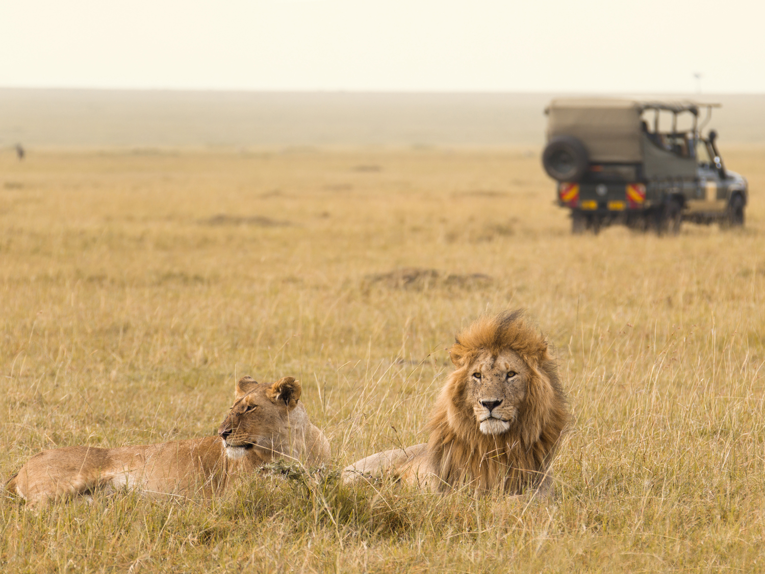Day 4 - Serengeti game drives