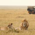 Family of elephants walking across the road in front of a jeep in the Serengeti National Park