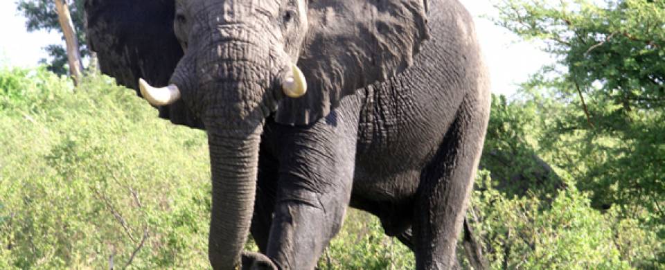 Muddy elephant at Livingstone