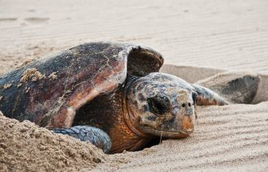 A loggerhead turtle | Costa Rica | Central America | Photo courtesy: ZA Photos