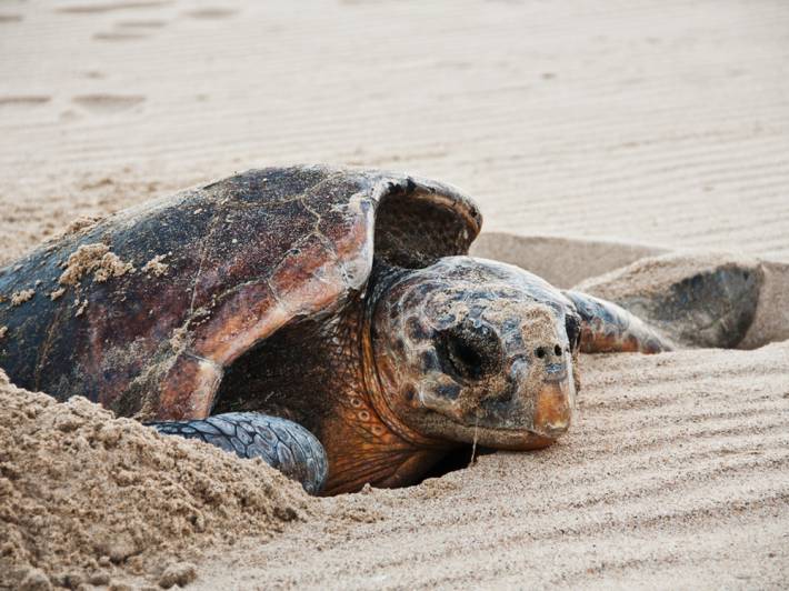 Loggerhead-Turtle-Tortuguero-NP-Cost-Rica